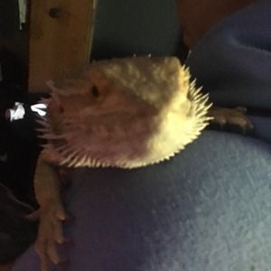 Meet your Posher, Casey